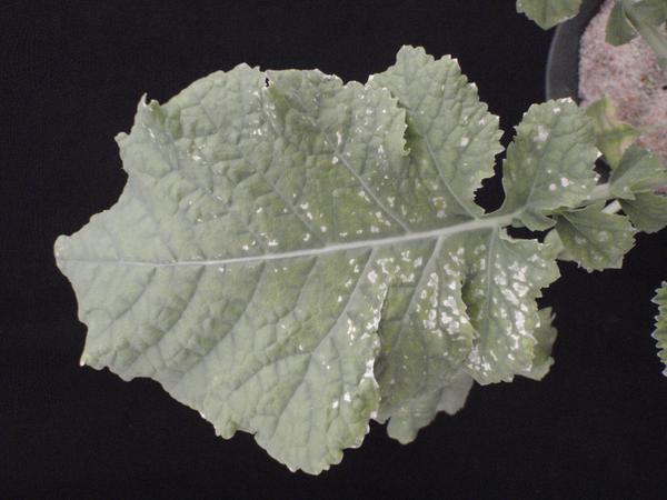 Photo of necrotic regions concentrated along the base of leaf