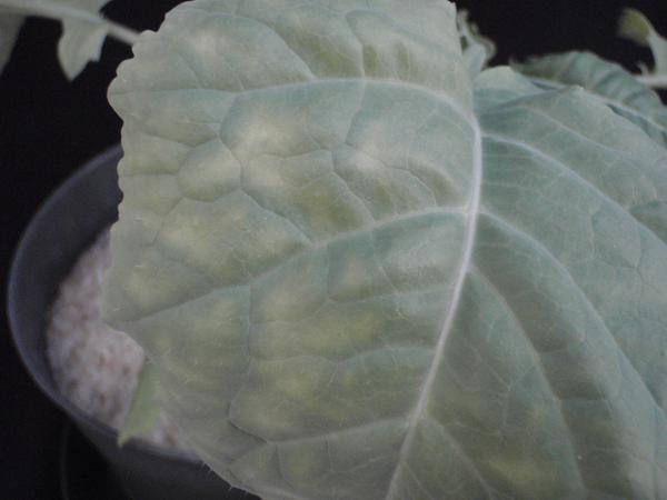Photo of leaf showing spots taking on a yellow color