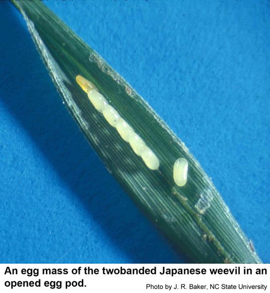 Twobanded Japanese weevils hide their eggs
