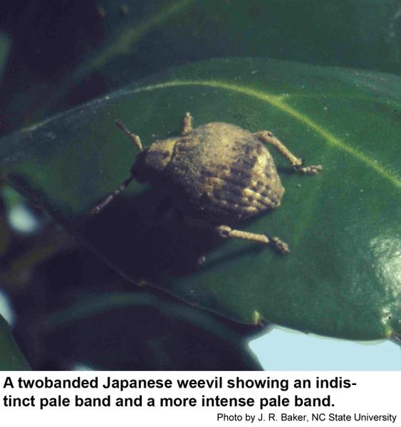 Twobanded Japanese weevil