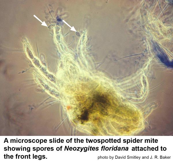 A microscope slide of the twospotted spider mite shows spores of Neozygites floridana attached to the front legs