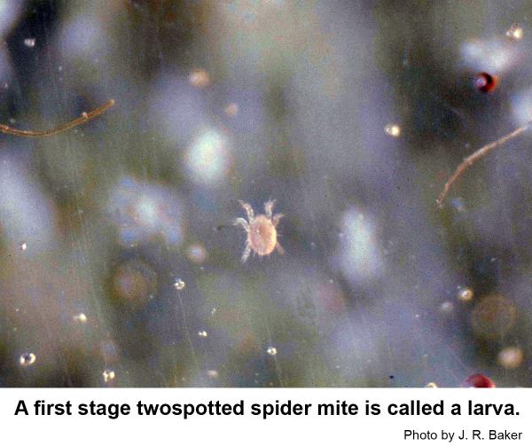A first stage twospotted spider mite is called a larva.
