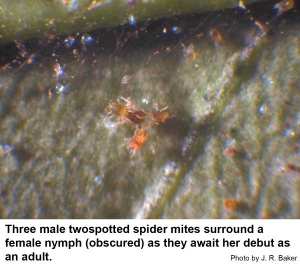 Three male twospotted spider mites surround a female nymph (obscured) as they await her debut as an adult