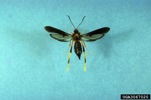 A wasp-mimicking moth with yellow striped legs and clear wings.