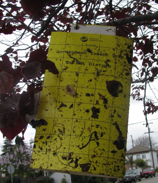 yellow sticky trap attached to a tree branch