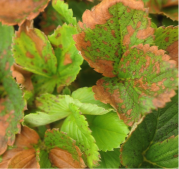 Strawberry foliage with necrotic margins.