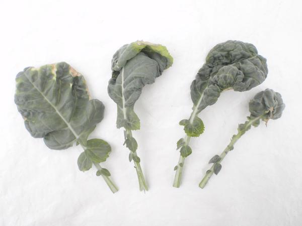 Photo showing leaves with potassium deficiency