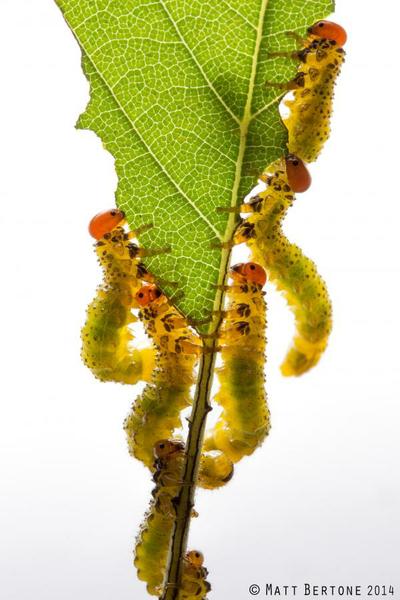 Sawfly larvae eating a leaf