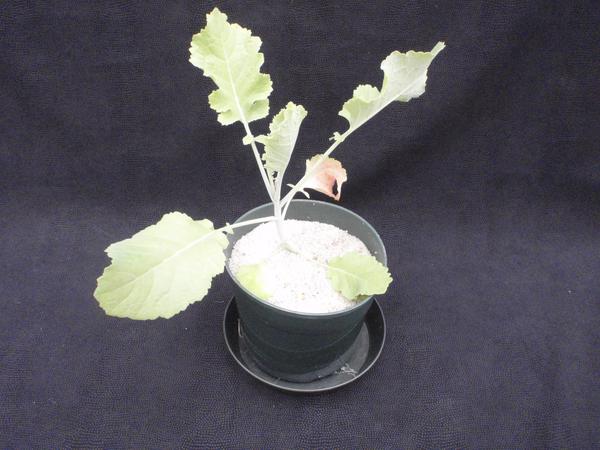 Photo of plant with advanced sulfur deficiency