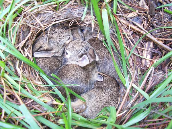 Photo of young Cottontails in ground nest - Day 11.