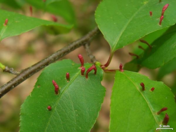 red galls on green leaves