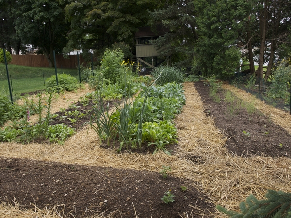 Garden rows with straw covering aisles.