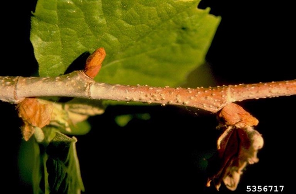The branch of a sycamore tree is covered in cankers, which appear as small bumps. Green sycamore leaves and orange-brown buds are also present.