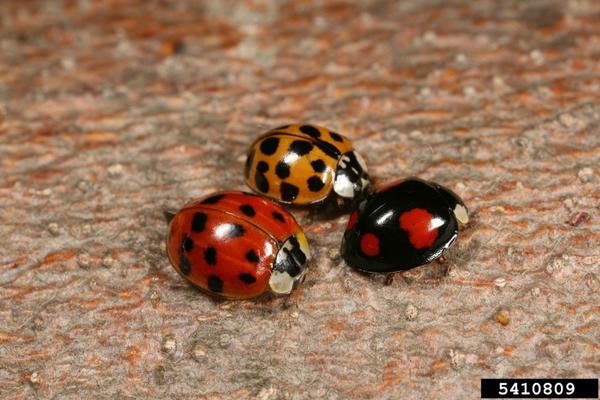 Various forms of multicolored Asian lady beetles.
