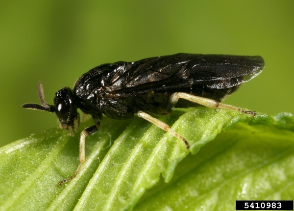 A black wasp with yellow legs perches on a green leaf.