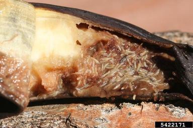 Drosophila larvae in banana