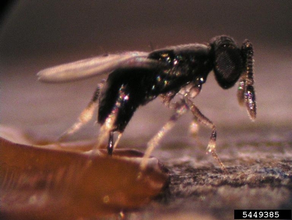 A black wasp standing on an amber-colored egg.