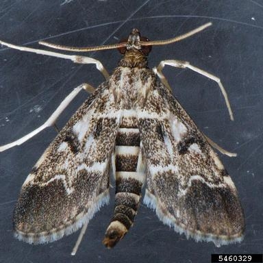 Adult European pepper moth.