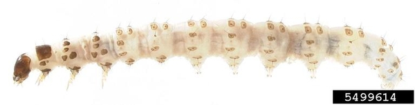 European pepper moth larva.