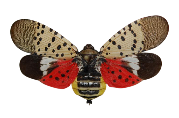 Adult spotted lanternfly with wings spread showing red hind wing