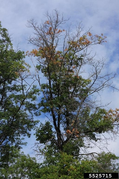 A tree with wilted, brown leaves and dead branches toward the top.