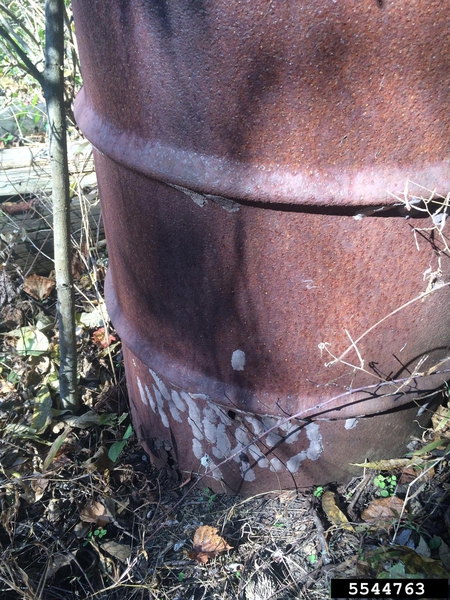 Gray mud-like egg masses on side of barrel