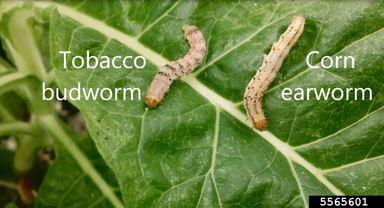 Two caterpillar larvae on a tobacco leaf.
