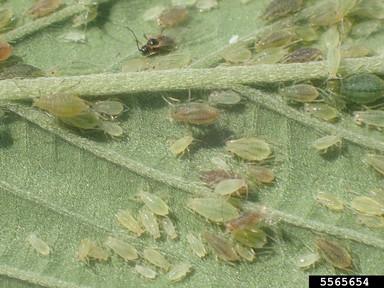 Many different aphids on a cannabis leaf
