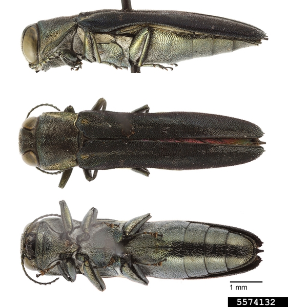 Side, top, and bottom views of a shiny, black beetle with two faint golden stripes down its back.