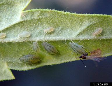 Female aphids on leaf and male winged aphid mating with female