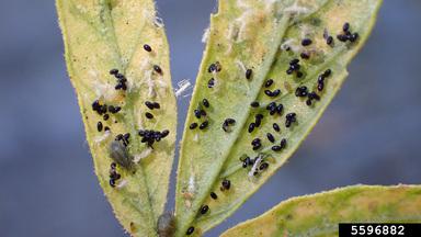 Dark brown to black cannabis aphid eggs on a hemp leaf.