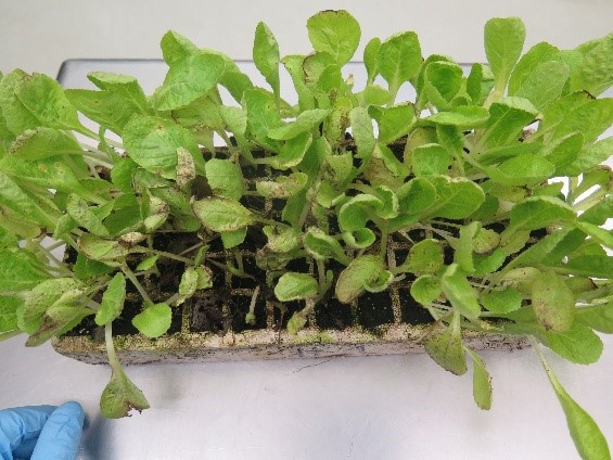 Chinese cabbage seedlings displaying symptoms of anthracnose lea