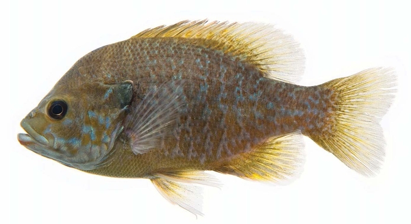 Side view of a hybrid sunfish on a white background