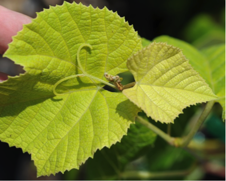 General chlorosis on new growth of grape.