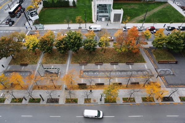 aerial view of parking lot with planted rows of trees