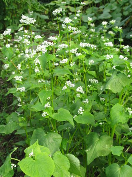 A photo of buckwheat growing as a cover crop.
