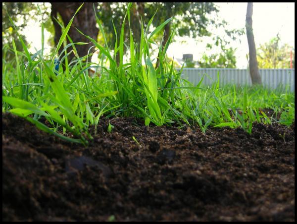 top dressing vermicompost and green lawn grass