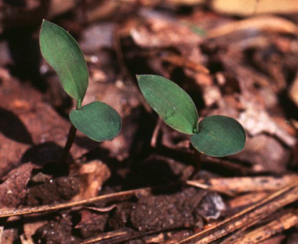 two seedlings with two leaves each sprouting from some mulch