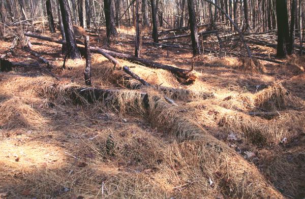 Forest floor in winter showing dead stems throughout forest floor
