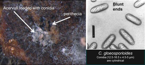 acervuli and perithecia and spores