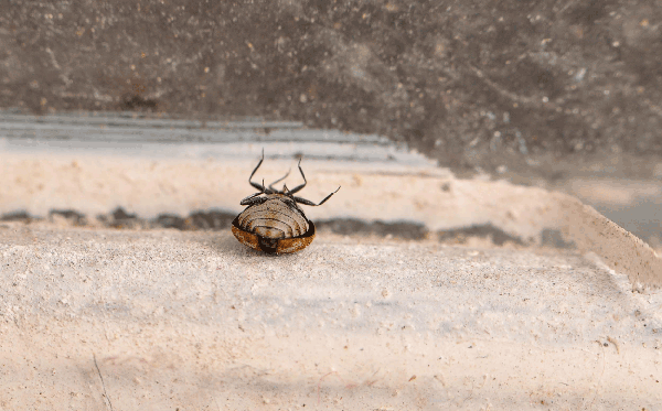 Dead beetle lying on back on concrete sill.