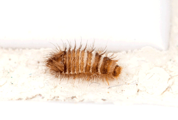 Enlarged oval, brownish caterpillar with tufted hairy body.