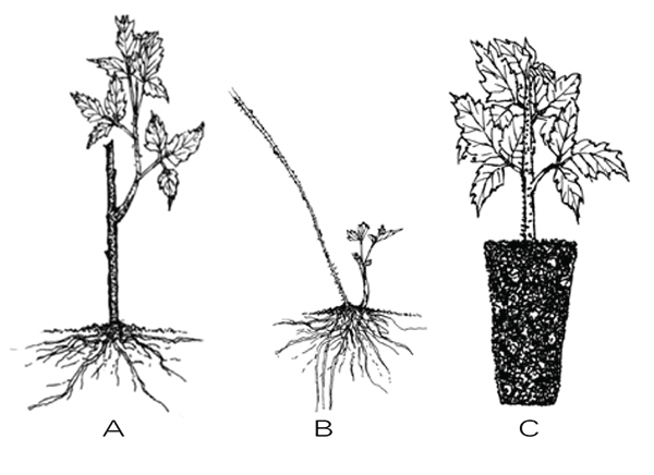 Illustrated examples of bare root, tip-layering, and tissue cultured nursery stock.