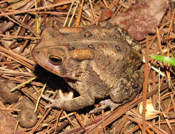 photo of American toad