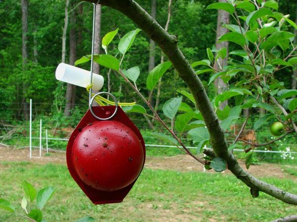 Apple maggot red ball trap with vial containing fruit essence (b