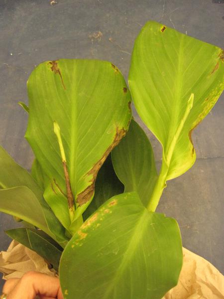 lesions along edges of Canna lily leaves