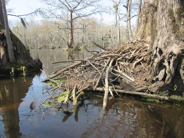 photo of beaver lodge on flooded swamp forest in winter
