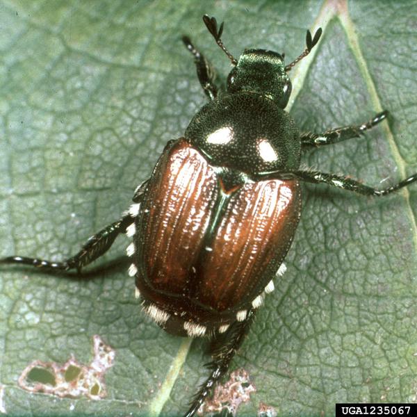 Adult Japanese beetle