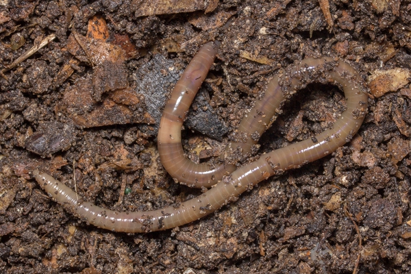 A long, light brown worm, curled on itself with a cream-colored