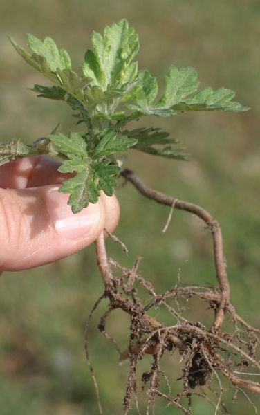 Hand holding young sprout with foliage and rhizome visible